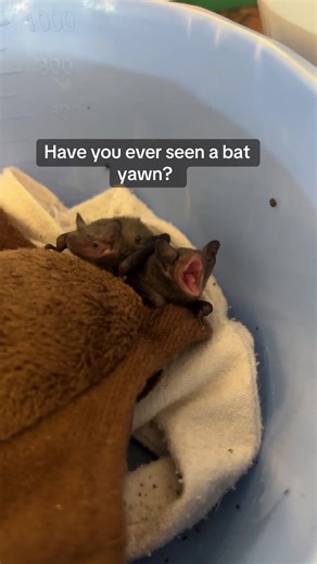 Baby Bat Yawning: Adorable Moments of a Pup