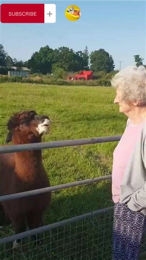 Llama Spitting Challenge: Watch a Talented Llama Showcase Impressive Skills