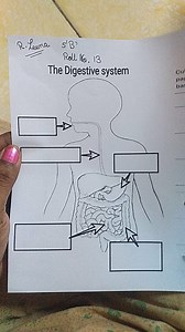 Label the parts of the Digestive SystemThe image shows a diag... | Filo
