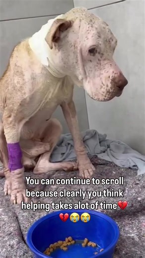 Please help Renato 🥺 Besides all the abnormal test results, he also has a serious skin problem, practically no hair on his body 😔 He is lethargic, weak, and only eating with difficulty… The test results came back very abnormal: – Intense infection – Anemia – Several parameters outside the normal range His general condition is very delicate. Now he will need imaging tests to investigate if there are any other internal complications. We are doing everything we can to save Renato, but it’s anothe