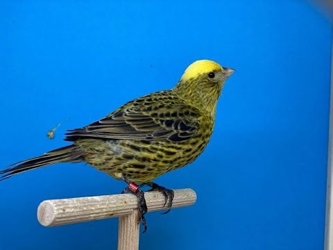 14 razze e 14 link per scoprirle su Facebook!