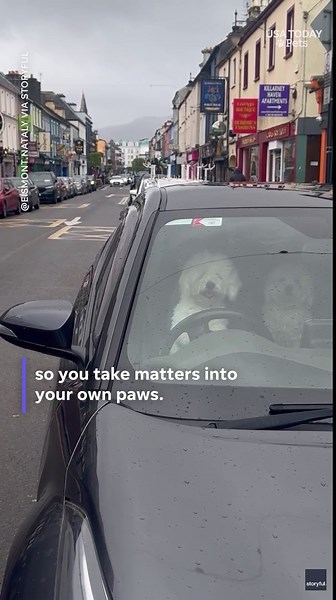 Funny video shows dog honking car horn waiting for owner