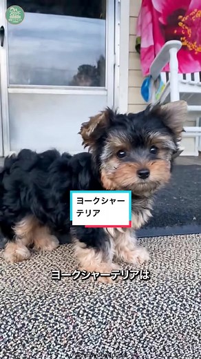 ヨークシャーテリアの魅力と特徴
