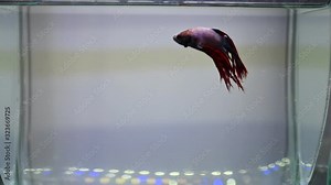 A majestic specimen of betta splendens, more commonly known as fighting fish. Swimming in the tub it exhibits the beautiful jagged tail with vibrant and bright colors.