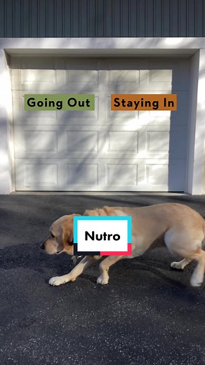 Clean Recipes for Dogs: NUTRO Dog Food Review