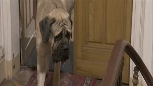 Видео Hubert.et.le.chien.2007.SD-planet-Streaming.com | OK.RU