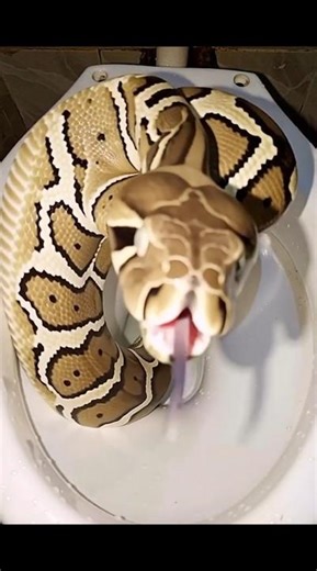 I saw this python in an old hotel