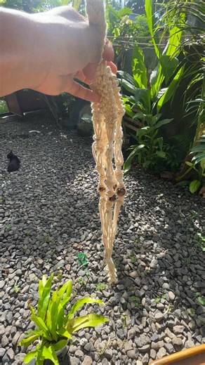 2.2K views | This new hanging plant for the treehouse DIY project ✨ Little touches, big paradise energy.  Book your nature escape soon! #thetreehouse #PlantLoversPH #HangingPlants #GreenspaceGoals #DIYProjectPH | The Treehouse | Facebook