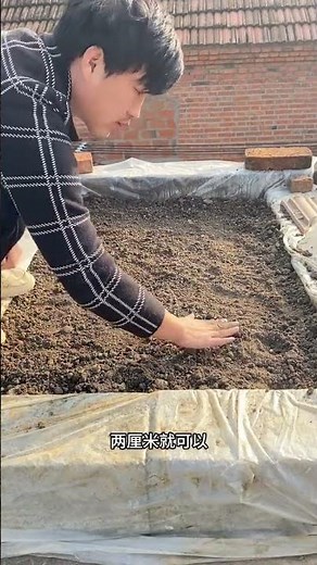 ||豌豆种植太简单了，一周出芽，适合新手懒人去种植，好管理 #种菜 #farming #樓頂菜園 #satisfying #造種生基 #garden #再生栽培 #gardening #新鲜采摘