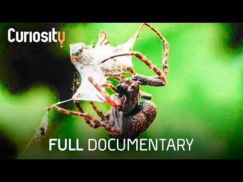 The Fascinating Science of Spider Webs | Breakthrough