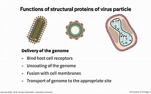 4 - Structure of Viruses, Virology Lectures 2021 Vincent Racaniello (notes)