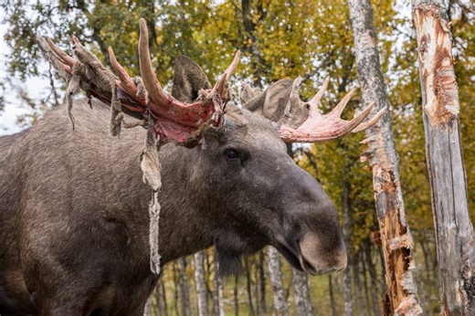 Horns vs. Antlers: Why Evolution Chose the Annual Shed