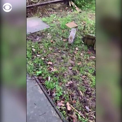 This squirrel attacked and injured at least 18 people over two days in a Welsh town, before the animal was captured and put down by a veterinarian. Locals dubbed the animal “Stripe” after an evil character from the movie Gremlins and labeled it “vicious.” | CBS News