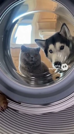 Husky Starts the Washing Machine! Cat Watches the Mouse Spin Crazy! #AI #CAT #shorts