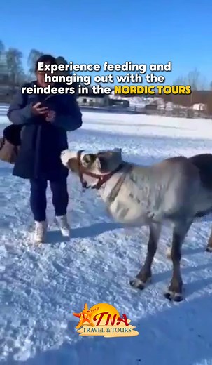 Experience the joy of feeding and hanging out with reindeers in the heart of the Nordic wilderness. It's a magical moment you won't want to miss. Who knew reindeers could be so friendly and fun? Six months to go before the Winter Wonderland season, Plan your European trip as early as now. Book the Nordic Tours with us! Message us today! #NordicTours #TNATravelNowAsia #Reindeer #laplandholidays | TNA Travel & Tours