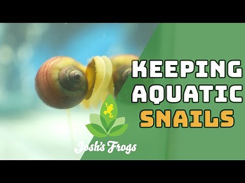 How to Keep and Care for Aquatic Snails