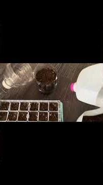 Starting seeds and cleaning the blueberry patch