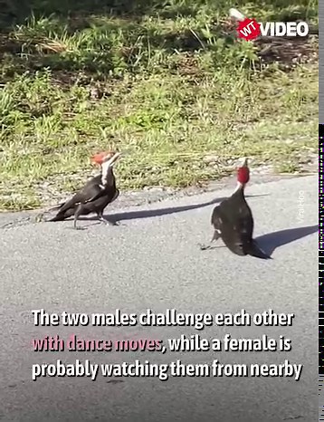 These two little birds show off their best moves! | WTVideo