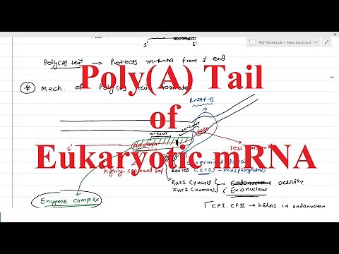 Poly(A) tail of eukaryotic mRNA