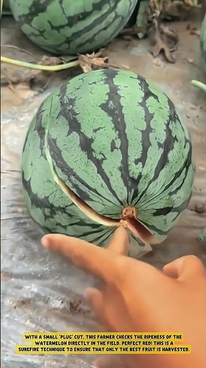 The 'Peek' Technique for Determining Fruit Ripeness Directly in the Orchard #workprocess