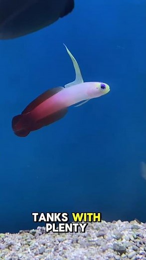 🔥 All About the Firefish Goby – A Flash of Color for Your Reef! 🐠✨ #firefish #reeftank #coralreef