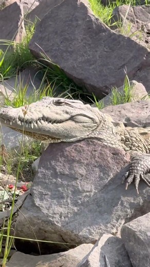 The king of water #crocodile #river #gharial #wildlife