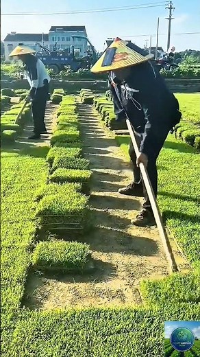 How to Cut and Harvest Grass Sod Manually | Smart Landscaping Tools #agritech #farming #viral