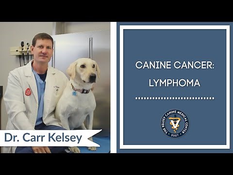 Canine Cancer: Lymphoma