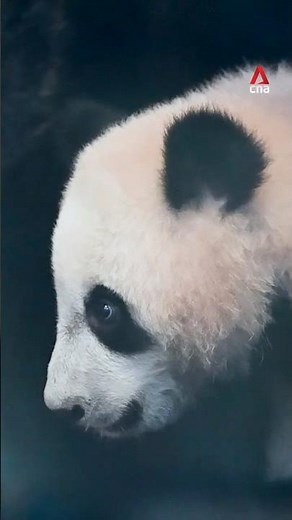 Indonesia welcomes first baby panda