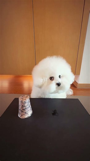 Smart Girl Tricks Her Puppy… But Wait for Reaction 🤯 | #shorts