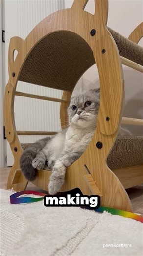 DO NOT Get a Scottish Fold 🛑 (4 Reasons Why)