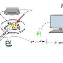 Video: Analyzing Responses of Mouse Olfactory Sensory Neurons Using the Air-phase Electroolfactogram Recording