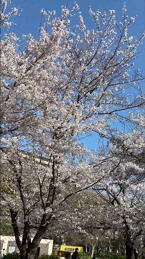 🌸【速報】鶴舞公園「桜まつり」🌸正面入口付近、開花状況「八部咲き」🌸2026年3月27日朝