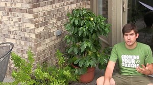 In this episode we will be showing you how to grow coffee from seed, in containers, at your home!!! Growing your own coffee can be rewarding, but challenging. We will talk about how to fertilize your coffee tree, pruning, watering, temperature, light, days till harvest, and soil type. We will also cover nutrient deficiencies like iron, magnesium, and nitrogen. | MIgardener