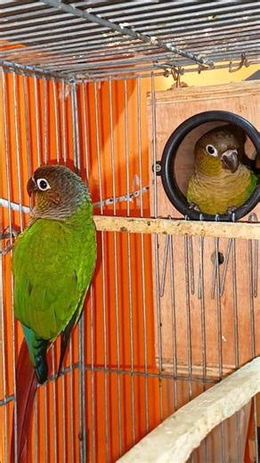 Conure Bird