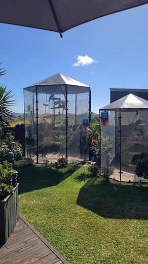 Asiatic species like Indian Ringnecks and Alexandrine Parakeets are known for being some of the most difficult species to train in free flight. I would have to agree. Compared to other species, they certainly present some challenges. Zazu has totally been worth the time and effort though, such a pleasure. It's not easy being green. We love you Zazu | Eddie's Flight Club