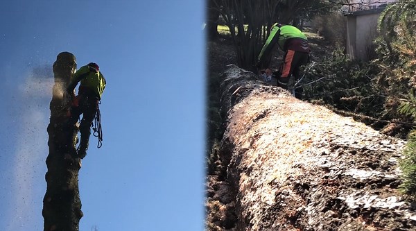 Managing Tall Trees With Careful Planning