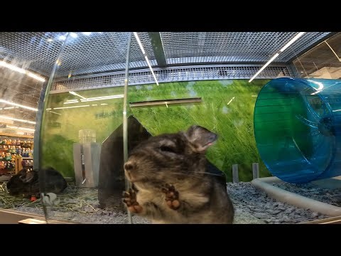 Cute Baby Chinchillas at Petsmart