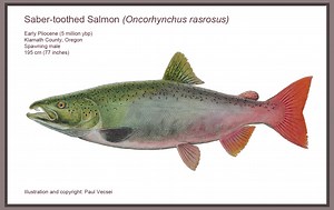 Meet the Prehistoric Saber-Toothed Salmon - Flylords Mag