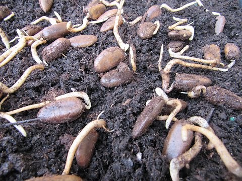 Germinating and Planting Pawpaw Seeds