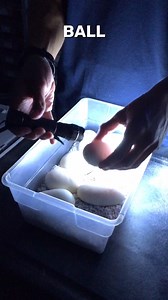 6.4K views · 54 reactions | Candling Snake Eggs #shorts #snakes #ballpython #ballpythons #ballpythonsofinstagram #snakebreeder #ballpythonbreeder #fyp #fypシ | Rodents & Royals | Facebook