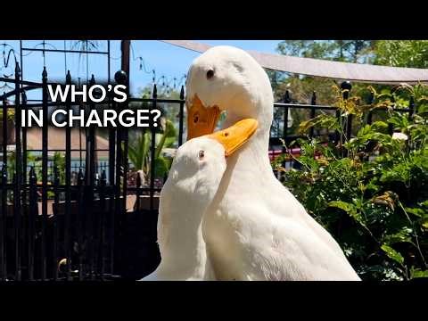 Male Duck Dynamics 🦆 Who’s in Charge ( Part 1)