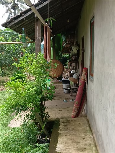 Tupai Jinak: Menanti Cimi di Depan Pintu