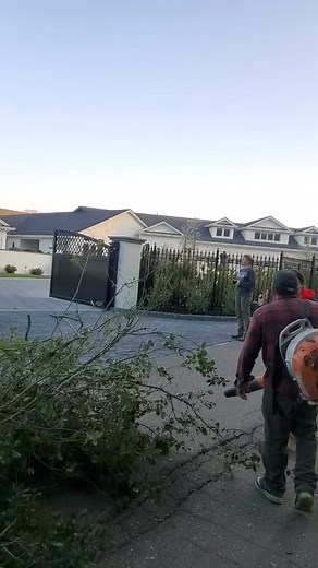 Josestreeservices was a (@josetreeservice2)’s videos with original sound - Josestreeservices was a