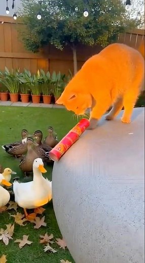 Cat Pranks Ducks! 🦆💥 The Ultimate Backyard Ambush! 😹 #funnycat #ducks #catvideos