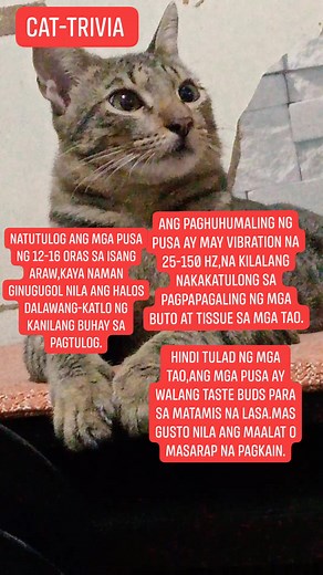 1.3M views · 4.9K reactions | Cat-trivia Part 1 #triviaforcats #TriviaTime #catslifestyle #catslife #reelsvideoシ #reelsfypシ #highlightseveryonefollowers | Rachele M. Garcia | Facebook