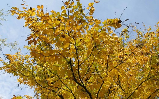 9 Reasons to Think Twice Before Planting a Birch Tree