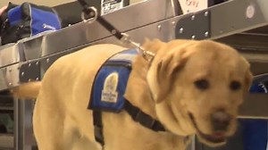 TSA holds orientation for future seeing-eye dogs