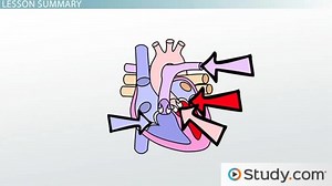 Valvular Dysfunctions: Types, Signs & Treatment Options - Video | Study.com