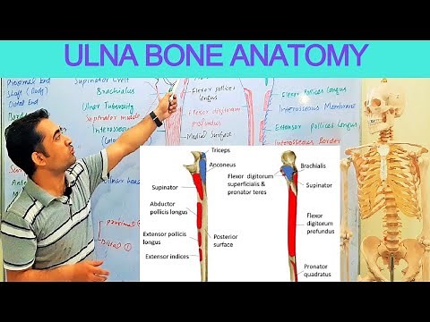 Anatomy of ulna bone (forearm bone), it surfaces, borders, parts, muscles, joints By Dr Shahid Alam
